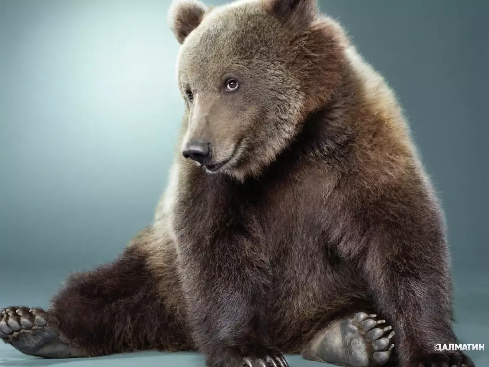 Упитанный, но невоспитанный медведь из Коннектикута залез в дом и обчистил холодильник
