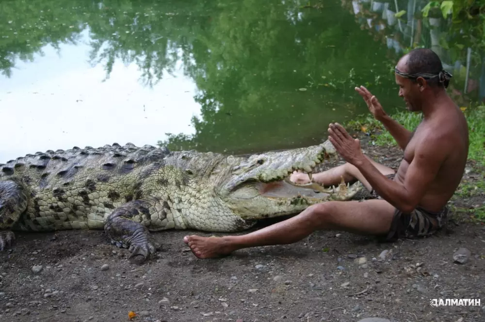 В далёком 1991 году один Костариканец увидел на берегу реки раненного крокодила