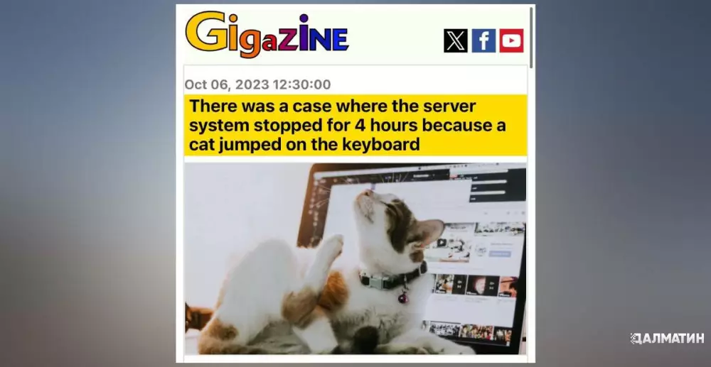 В США кот стер все данные серверов госучреждения прыгнув на клавиатуру