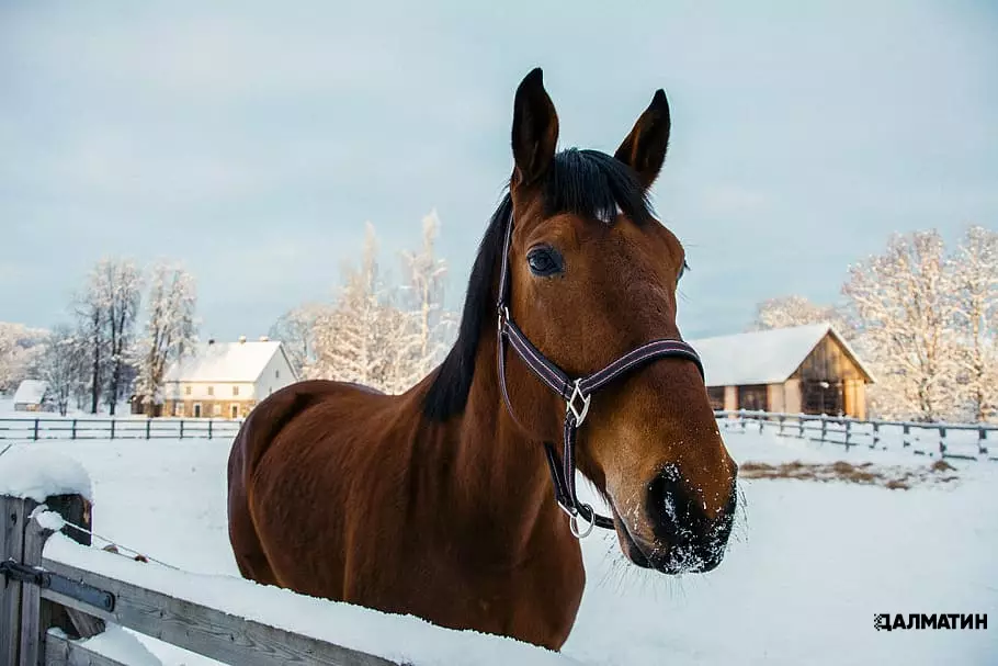 Примерзшую к земле лошадь спасли в Хабаровском крае. Жеребенок стоял рядом и переживал за маму