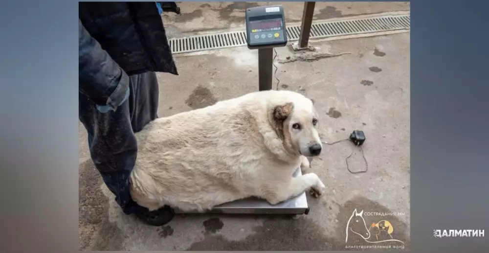 100-килограммовый пес Кругетс похудел до 70 кг в нижегородском ветеринарном госпитале