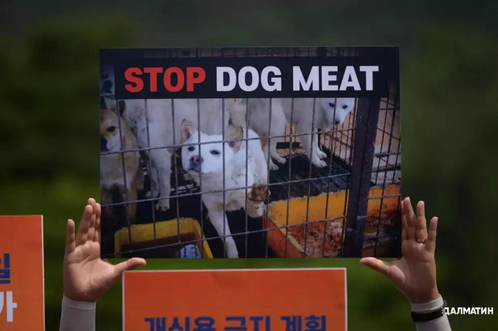 В Южной Корее планируют до конца года принять закон о запрете забоя и продажи мяса собак