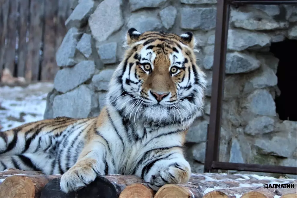 В Московский зоопарк привезли раненого амурского тигра