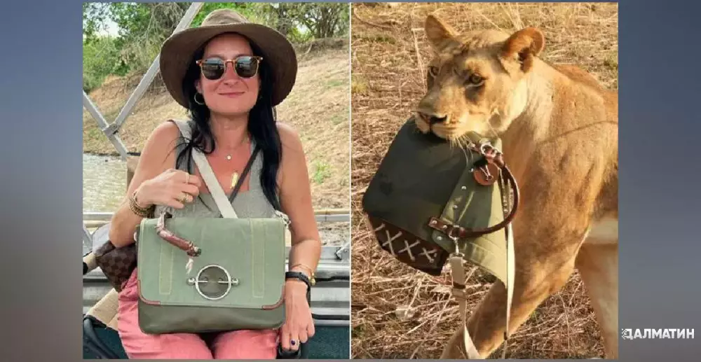В Намибии львицы украли у туристки дизайнерскую сумку