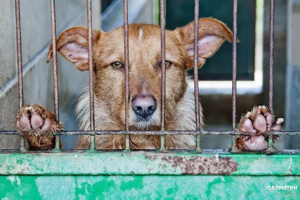 Владельцы собачьих ферм в Южной Корее протестуют против запрета собачьего мяса