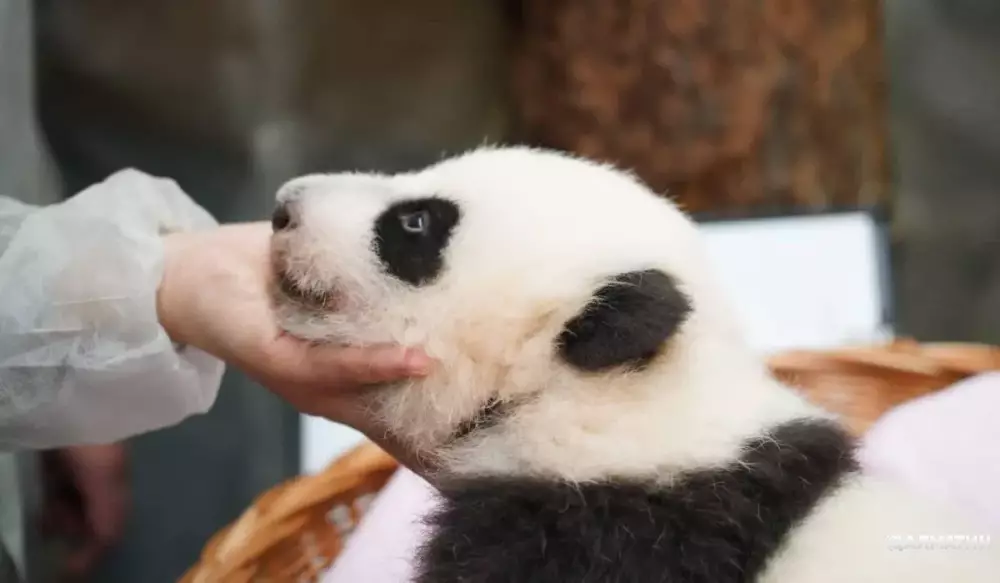 Малышка панда из Московского зоопарка научилась ползать