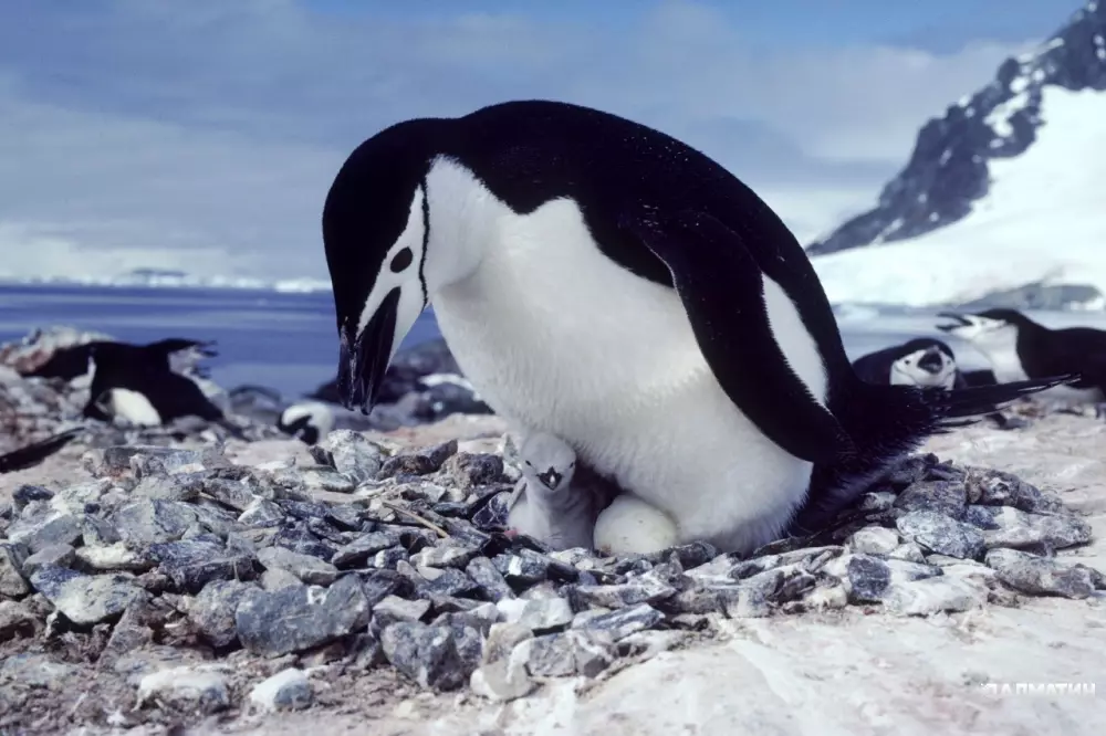Пингвины, гнездящиеся в Антарктиде, спят на ходу, и их сон длится всего 4 секунды