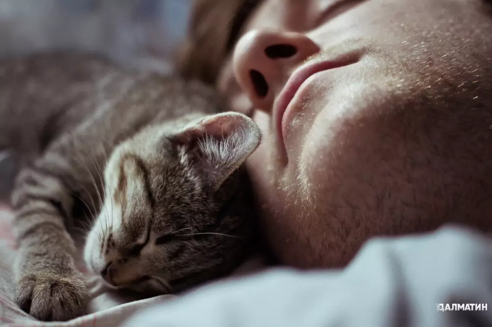 Три причины, почему кошка ложится спать рядом с вами