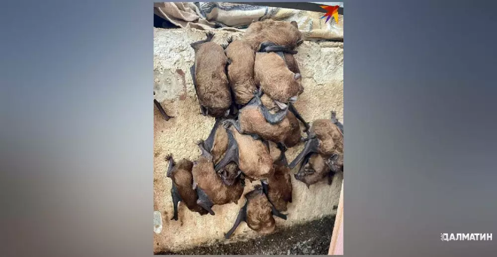 Защитники животных сняли с балкона в центре Ростова 306 летучих мышей