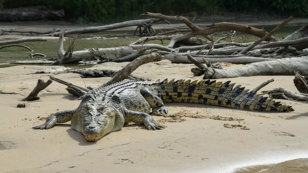 Гребнистый крокодил напал на ребенка, когда тот купался в реке в парке Какаду