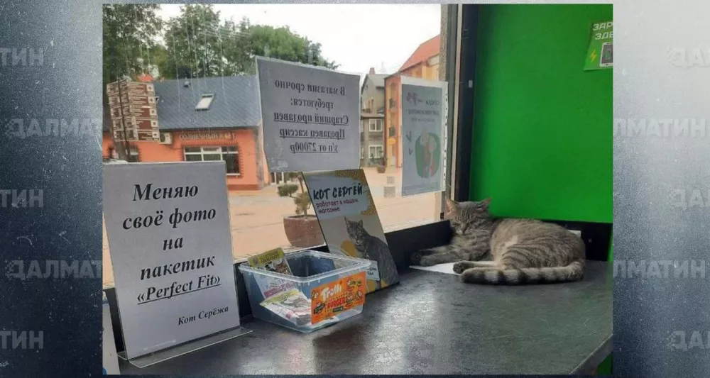 Магазин в Зеленоградске «уволил» кота Сергея из-за доноса