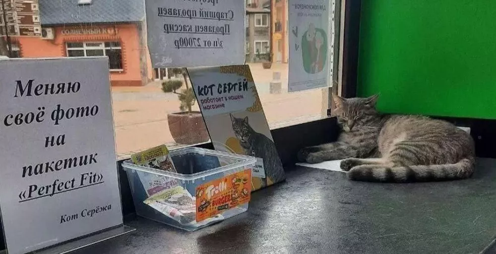 В Зеленоградске нашли новую работу для уволенного кота Сергея