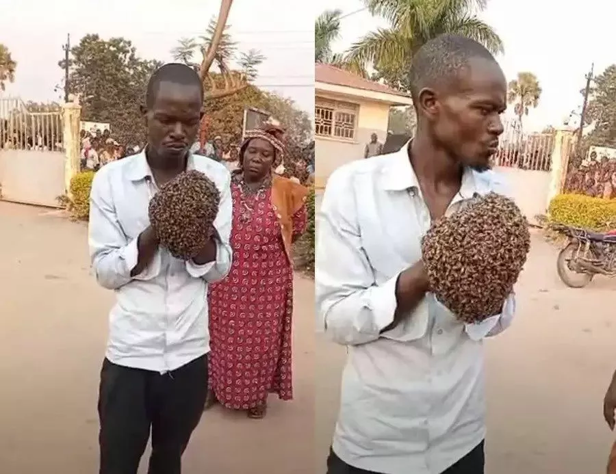 В Уганде африканская колдунья помогла в задержании мотоциклетного вора с помощью роя пчел