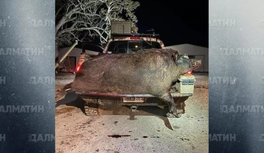 В интернете обсуждают фото гигантской свиньи