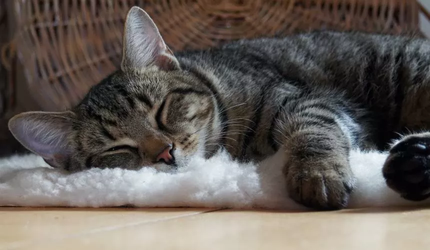 Что означает поза, в которой спит ваша кошка