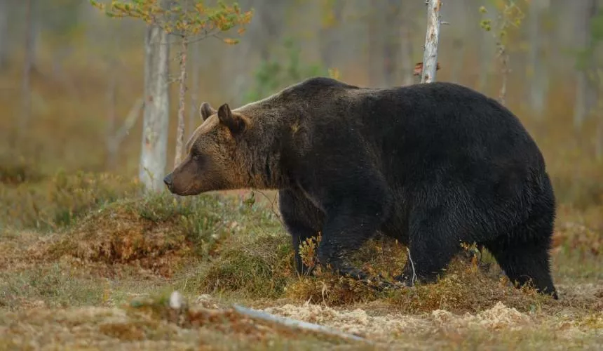 В Словакии начался скандал из-за ликвидации агрессивного медведя