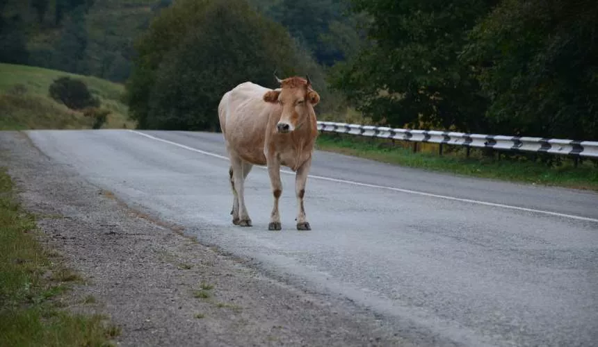 В Забайкалье водитель получил почти 2 млн страховки после столкновения с коровой