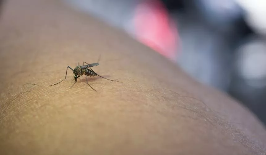 Фабрика, финансируемая Гейтсом, выращивает 30 миллионов комаров в неделю для выпуска в 11 странах