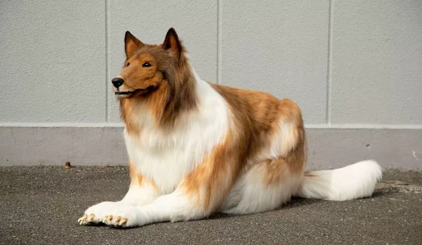 Японец который решил стать собакой, проходит курсы на ловкость и готовится к соревнованиям среди собак