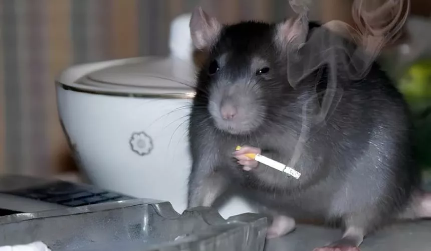 Крысы-наркоманы съедают марихуану на складе вещдоков и ходят под кайфом в Новом Орлеане