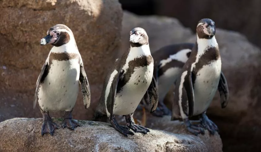 Работа мечты: компания ищет человека на вакансию «счетчика пингвинов»