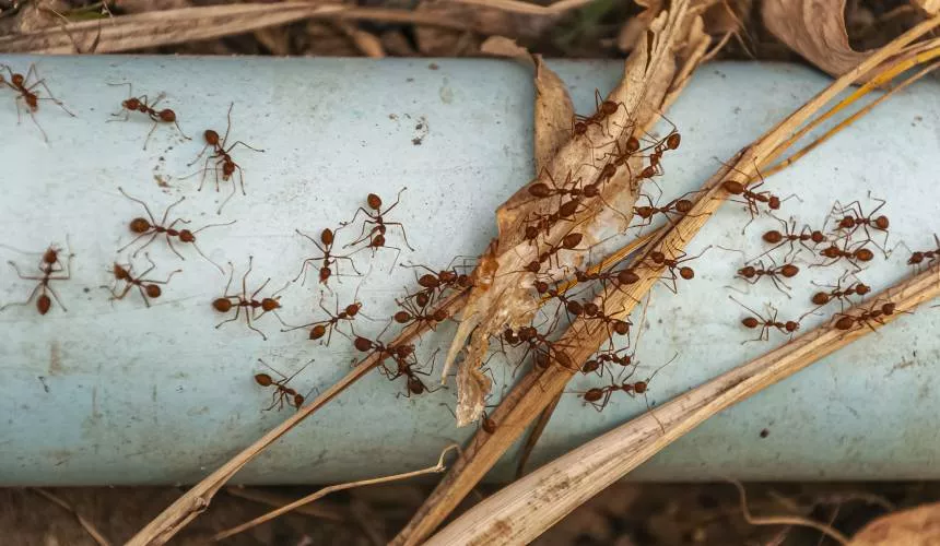 Тараканы надоели: ученые из США изучили вкусовые качества муравьев