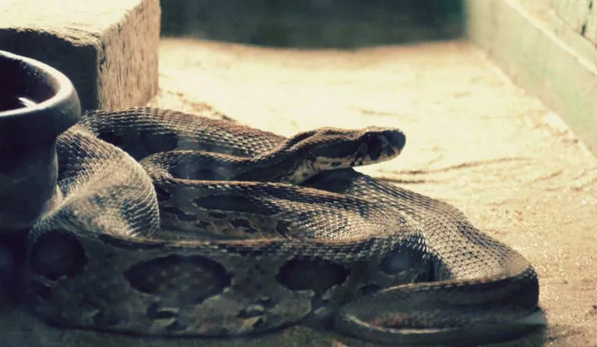 Учёные призывают выращивать для производства мяса змей... питонов