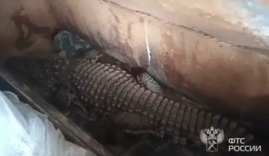 Крокодила-нелегала таможенники задержали на границе с Казахстаном в Орске