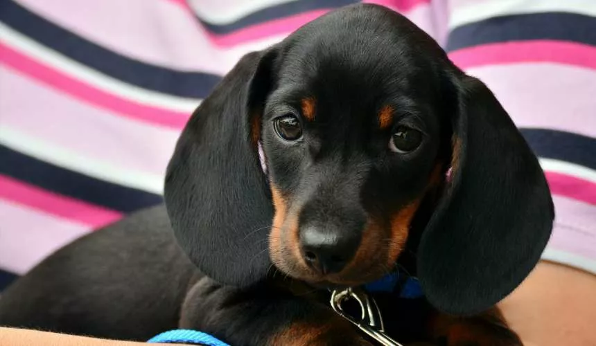 В Германии предлагают внести запрет на разведение собак с "аномалиями скелета"