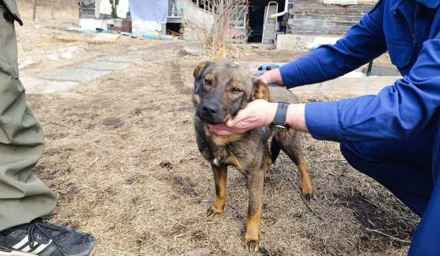 Собака спасла потерявшегося в лесу мальчика — она грела его ночью, чтобы он не замерз