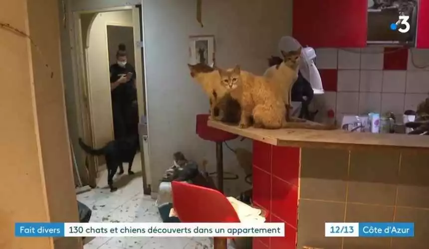 Паре, которая жила с 159 кошками и 7 собаками в квартире площадью 80 кв. м., суд запретил содержать животных