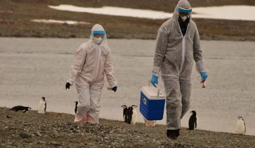 Тысячи пингвинов были найдены мертвыми на острове в Антарктиде