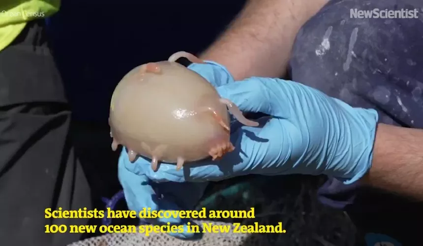 Около сотни новых животных обнаружили на рифах возле Новой Зеландии