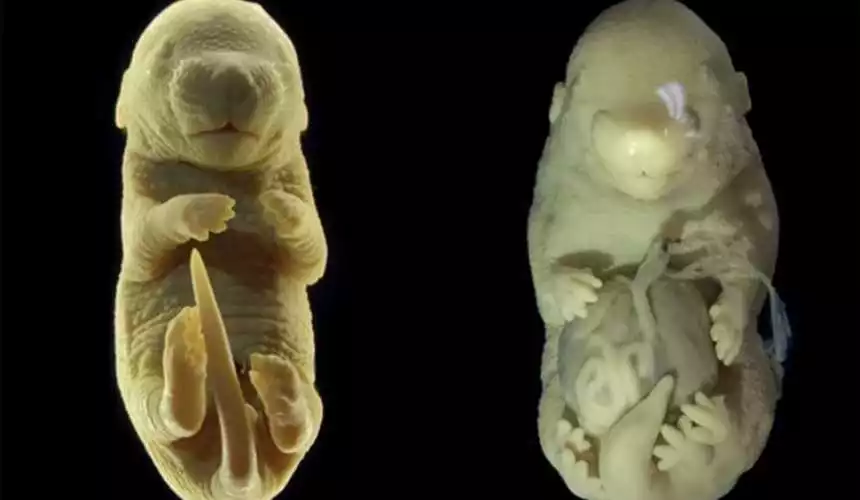 Португальские биологи случайно создали мышь с шестью лапами в результате генетических манипуляций