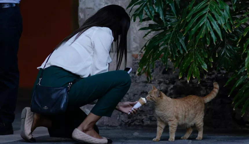 Президент Мексики пожизненно прописал 19 котов в своей резиденции