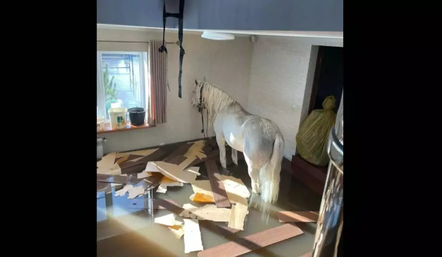 Приключения белого коня из Оренбурга: ему пришлось пережидать паводок на балконе жилого дома