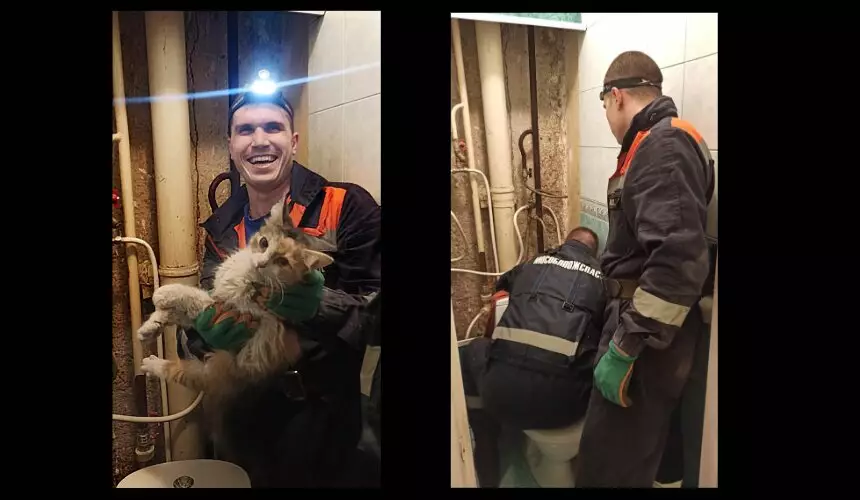 Просидевшую несколько дней в вентиляционной шахте бездомную кошку спасли в Сергиевом Посаде