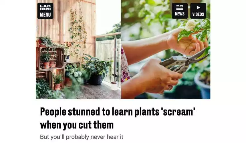 Ученые выяснили, что растения кричат каждый раз, когда вы их срезаете или не поливаете